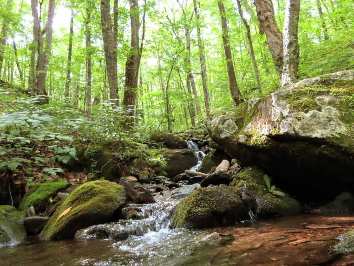 Treetops Cabin Easy To Asheville With Fast Wifi And Great View Swiss Luaran gambar