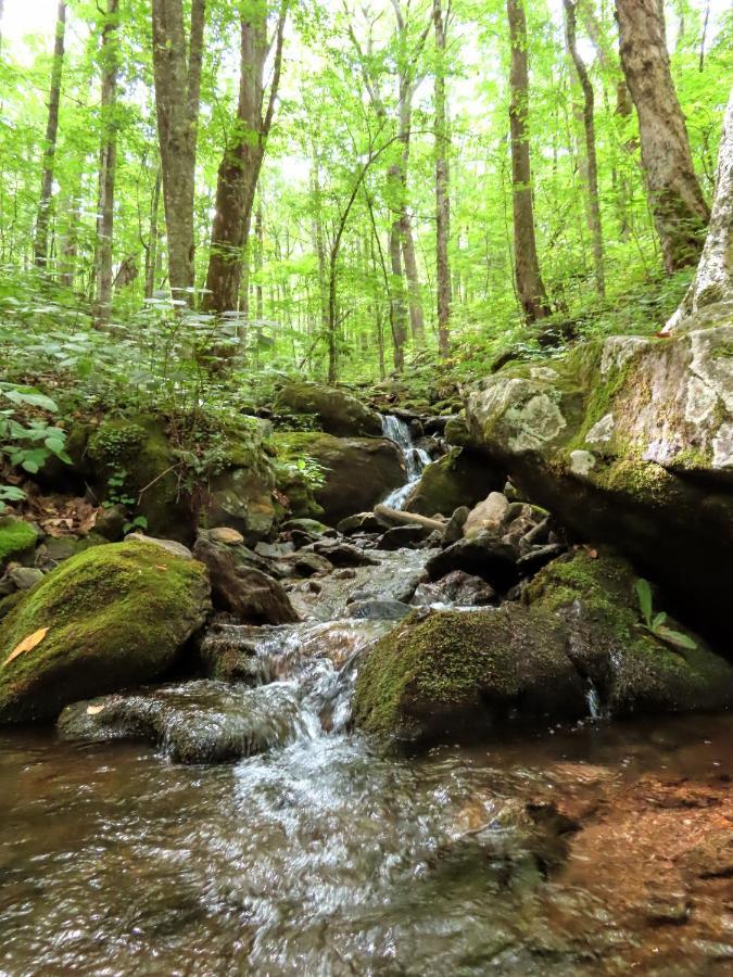 Treetops Cabin Easy To Asheville With Fast Wifi And Great View Swiss Luaran gambar