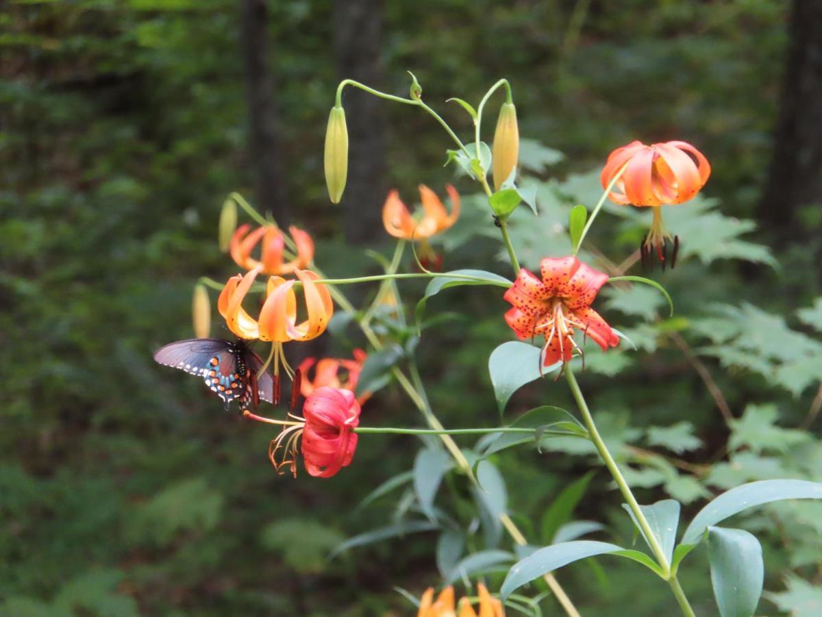 Treetops Cabin Easy To Asheville With Fast Wifi And Great View Swiss Luaran gambar